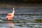 Roseate Spoonbill eye contact reflection