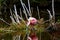 Roseate Spoonbill Feeding