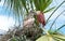 Roseate Spoonbill feeding time