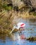 Roseate spoonbill feeds in natural Florida environment