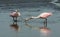 Roseate Spoonbill Fighting for a Fallen Branch