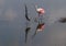 Roseate Spoonbill Fighting Tricolored Heron, Merritt Island National Wildlife Refuge, Florida