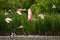 Roseate Spoonbill in flight