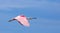 Roseate Spoonbill In Flight