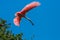 Roseate Spoonbill in Flight