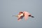 A Roseate Spoonbill in flight