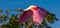 Roseate Spoonbill In Flight