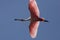 Roseate spoonbill in flight in St. Augustine, Florida