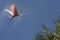 Roseate spoonbill in flight in St. Augustine, Florida