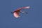 Roseate spoonbill in flight in St. Augustine, Florida