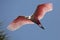 Roseate spoonbill in flight in St. Augustine, Florida