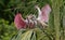 Roseate Spoonbill in Florida