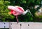 Roseate Spoonbill Fluffing feathers