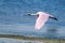 Roseate Spoonbill Flying