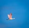 Roseate spoonbill flying