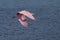 Roseate Spoonbill flying in Florida wetland