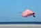 Roseate Spoonbill flying by the Gulf of Mexico