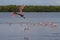 Roseate Spoonbill Flying, J.N. Ding Darling National Wildlif