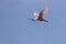 Roseate spoonbill flying over the marshes on a bright sunny day