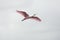 Roseate spoonbill flying over a swamp in Christmas, Florida.