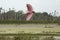 Roseate spoonbill flying over a swamp at Orlando Wetlands Park.