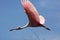 Roseate spoonbill flying over a swamp in St. Augustine, Florida