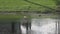 Roseate spoonbill foraging in the pond