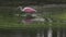 Roseate spoonbill foraging in the pond