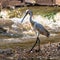 The roseate spoonbill and grey heron, migratory birds