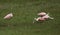 Roseate Spoonbill group in Tampa, Florida