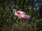 Roseate Spoonbill Hidden in a Florida Cypress Swamp