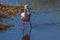 Roseate Spoonbill Hunting in Water at Merritt Island Wildlife refuge, Floirda