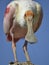 Roseate Spoonbill with its big beak