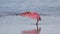 Roseate Spoonbill, J.N. Ding Darling National Wildlife Refug