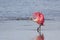 Roseate Spoonbill, J.N. Ding Darling National Wildlife Refug