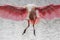 Roseate Spoonbill Landing