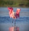 Roseate Spoonbill landing