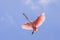 Roseate Spoonbill Landing Overhead