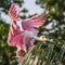 Roseate Spoonbill Landing in a Palm Tree