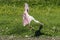 Roseate Spoonbill landing shadow