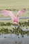 Roseate spoonbill landing in a swamp in Christmas, Florida.