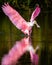 Roseate Spoonbill landing with a water reflection