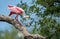 Roseate Spoonbill in Northern Florida