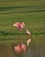 Roseate Spoonbill Pair, Florida