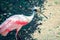 Roseate Spoonbill Platalea ajaja