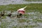 Roseate spoonbill, platalea ajaja, Adult in Flight, Taking off From Swamp, with Red-billed whistling ducks, dendrocygna automnalis