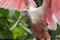 Roseate spoonbill Platalea ajaja bird with wings spread