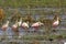 Roseate spoonbill, platalea ajaja, Group standing in Swamp, Los Lianos in Venezuela