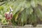 Roseate Spoonbill  Platalea ajaja resting on fence with twigs in bill