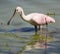 Roseate Spoonbill in a Pond